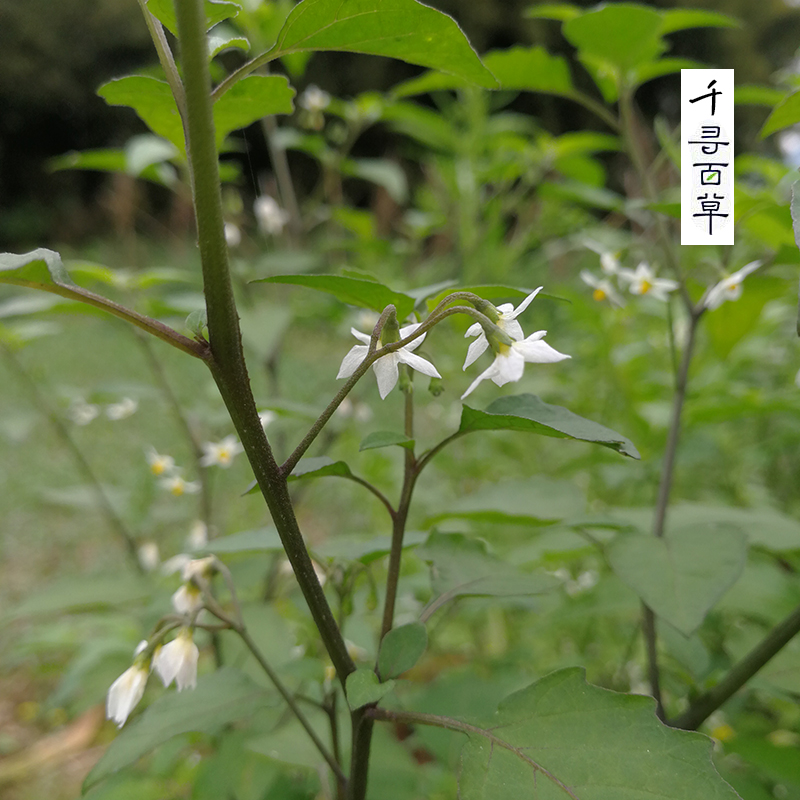 500g野生新鲜龙葵草 现采中草药天茄子黑天苦葵白花菜野辣椒包邮