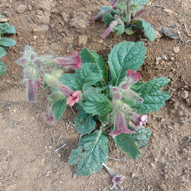 新鲜地黄苗带根现挖整颗观赏盆景中草药地髓苗怀地黄天然生长包邮